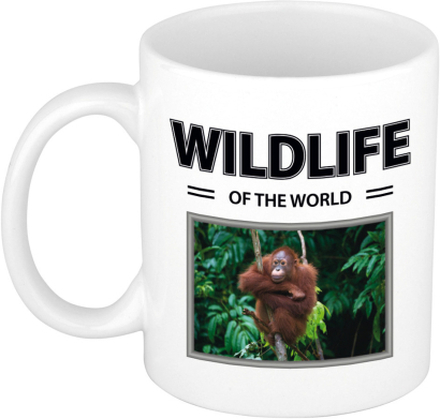 Orang oetan aap mok met dieren foto wildlife of the world
