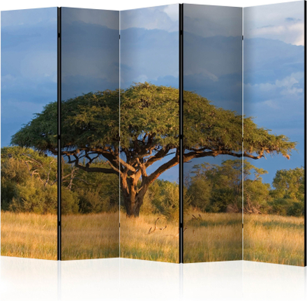 Skærmvæg - African acacia tree, Hwange National Park, Zimbabwe II 225 x 172 cm