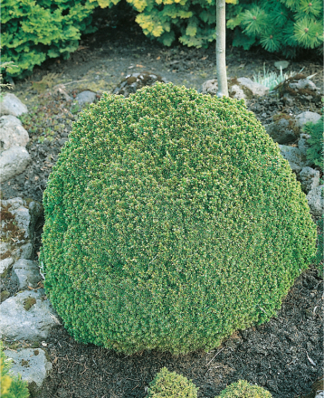 Barrväxt Vitgran Alberta Globe 20-25 cm Omnia Garden