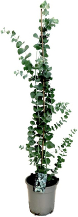Eukalyptus silver dollar på stick xl - ⌀ 19 - Höjd 100 cm