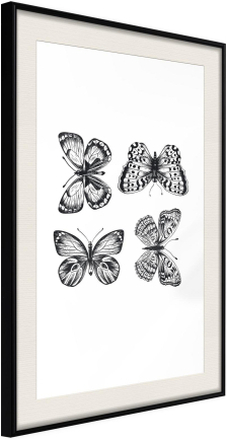 Inramad Poster / Tavla - Butterfly Collection III - 40x60 Svart ram med passepartout