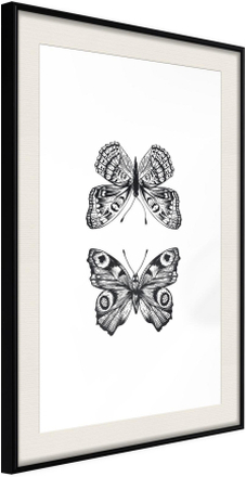 Inramad Poster / Tavla - Butterfly Collection I - 30x45 Svart ram med passepartout