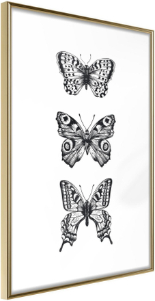 Inramad Poster / Tavla - Butterfly Collection III - 40x60 Guldram