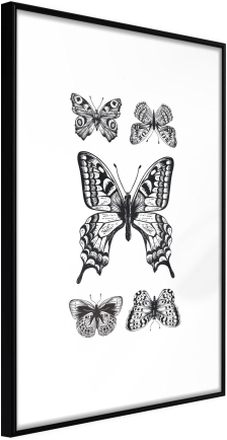 Inramad Poster / Tavla - Butterfly Collection IV - 30x45 Svart ram