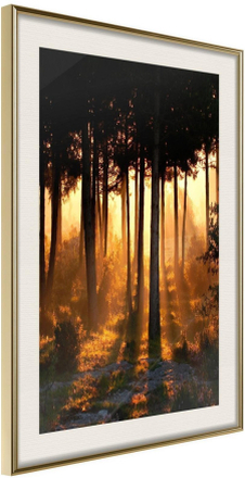 Inramad Poster / Tavla - Dark Tree Tops - 30x45 Guldram med passepartout