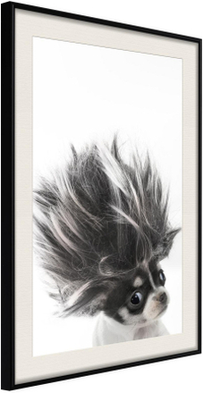 Inramad Poster / Tavla - Funny Chihuahua - 40x60 Svart ram med passepartout