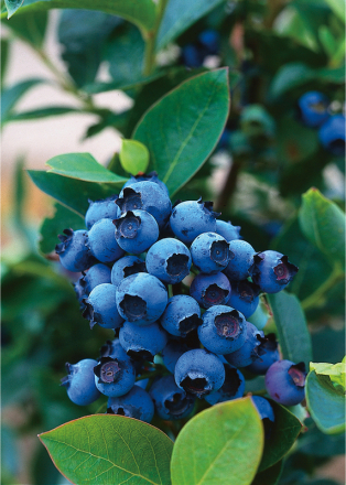 Bärväxt Hybridblåbär North Country Omnia Garden