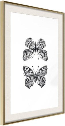 Inramad Poster / Tavla - Butterfly Collection I - 30x45 Guldram med passepartout