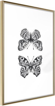 Inramad Poster / Tavla - Butterfly Collection I - 30x45 Guldram