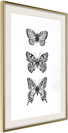 Inramad Poster / Tavla - Butterfly Collection III - 40x60 Guldram med passepartout