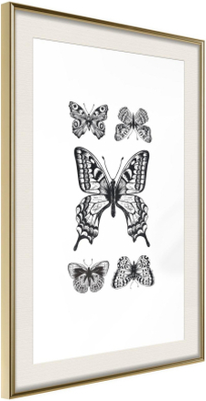 Inramad Poster / Tavla - Butterfly Collection IV - 40x60 Guldram med passepartout