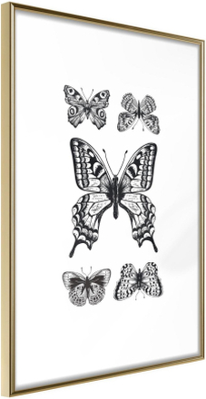 Inramad Poster / Tavla - Butterfly Collection IV - 40x60 Guldram