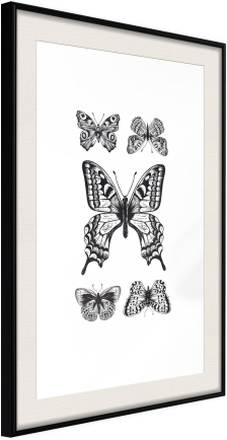 Inramad Poster / Tavla - Butterfly Collection IV - 30x45 Svart ram med passepartout