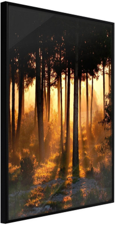 Inramad Poster / Tavla - Dark Tree Tops - 30x45 Svart ram