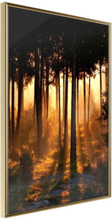 Inramad Poster / Tavla - Dark Tree Tops - 40x60 Guldram