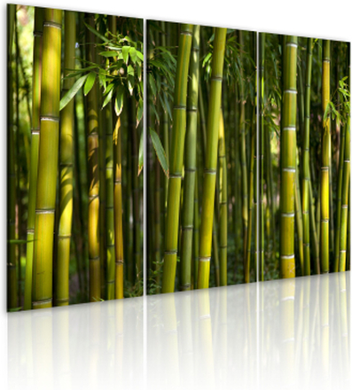 Billede - Green bamboo 60 x 40 cm