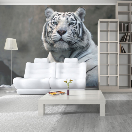 Fototapet - Bengali tiger i zoo - 250 x 193 cm