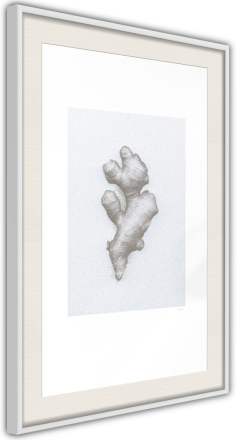 Plakat - Ginger Rhizome - 40 x 60 cm - Hvid ramme med passepartout