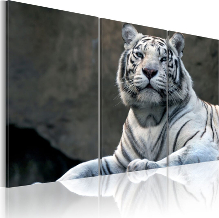 Billede - White tiger - 60 x 40 cm