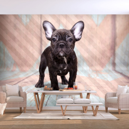 Fototapet - French Bulldog - 250 x 175 cm