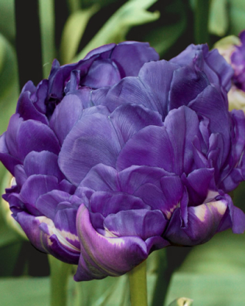 Tulpe Doppelt Blau