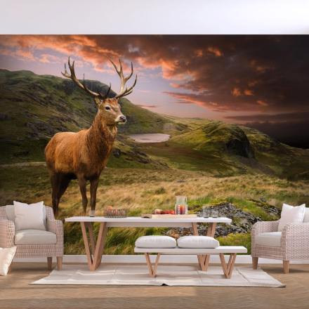 Selvklæbende fototapet - Deer on Hill - 441 x 315 cm