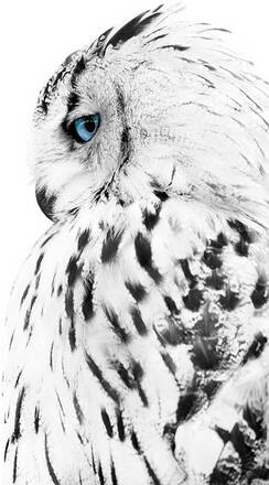 Poster White owl