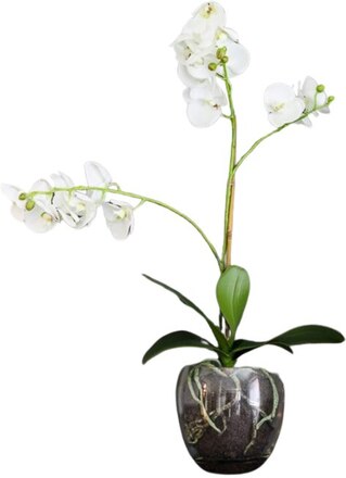Konstväxt Orkidé Phalaenopsis Vit inkl. kruka