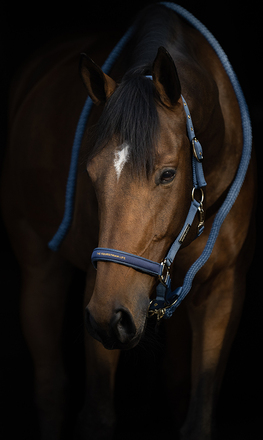 Hansbo Sport Grimma EQUESTRIAN LIFE Duvblå (Cob)