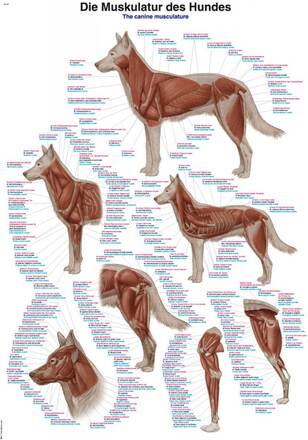 Hundens anatomi muskler - poster