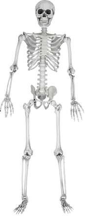 Skelett, Fullstort - 170 cm