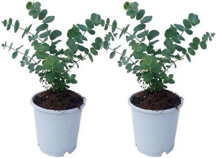 Eukalyptus baby Blå 'S' - Set om 2 - Trädgårdsväxt - ⌀13cm - Höjd 25-40cm