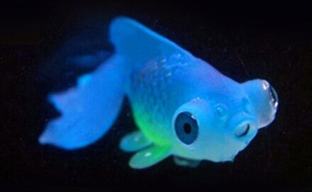 3 PCS Night Light Simulation Fish Tank Decorations Environmentally Friendly Silicone Colorful Fish(4 Blue Goldfish)