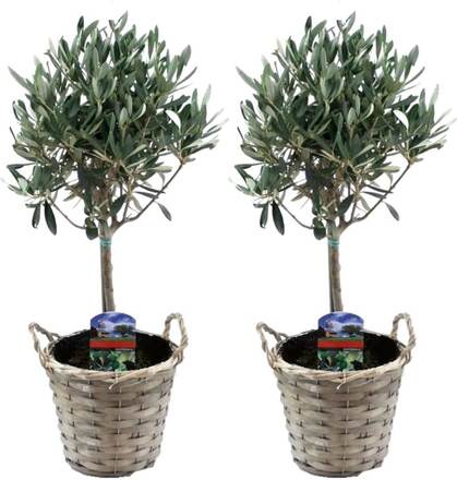 Olivträd på bagageutrymmet med korg - Set om 2 - Olivträd -⌀14 - Höjd 50 cm