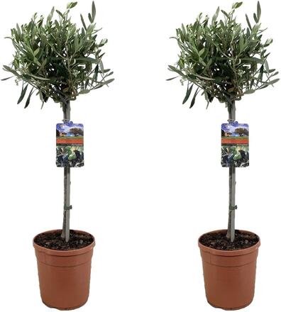 Olivträd på stam - Olea Europaea - Set om 2 - ⌀19cm - Höjd 80-90cm