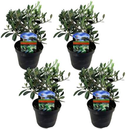 Olea Europaea - Set om 4 - Olivbuske - Kruka 14cm - Höjd 25-40cm