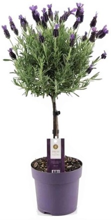 Lavandula stoechas 'Anouk' - Lavendelträd - Kruka 15cm - Höjd 45-55cm