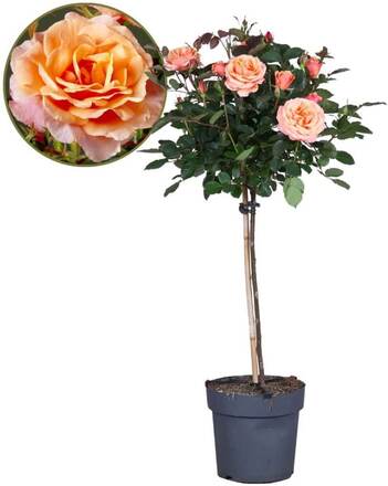 Rosa Palace 'Catherine' - Ros på stjälk - Träd - Orange - ⌀19cm - Höjd 80-100 cm