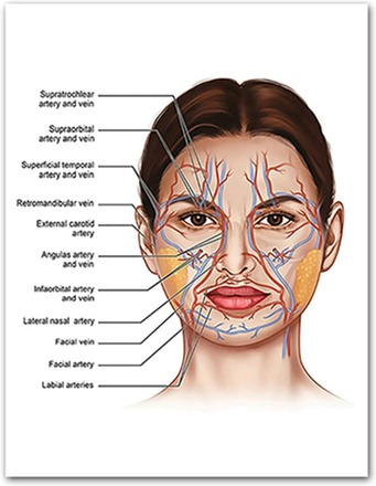 Affisch - kvinnlig ansiktsanatomi
