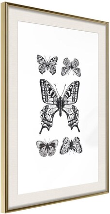 Inramad Poster / Tavla - Butterfly Collection IV