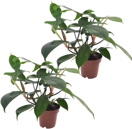 Philodendron 'Florida Green' - Set om 2 - Krukväxt - ⌀12cm - Höjd 20-30cm