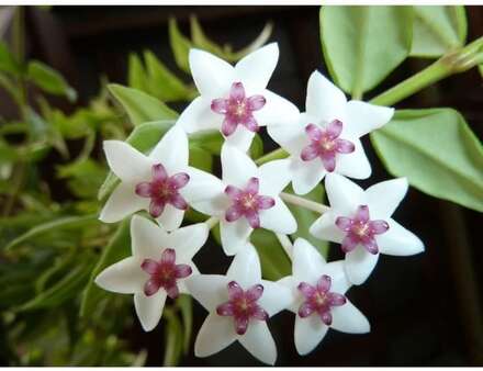 Hoya Bella Fiore di Cera - Krukväxt - Vaso 14cm