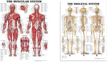 Anatomiplansch Muskler och Skelett PAKETPRIS