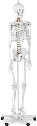 Physa Skelett - Anatomisk modell - Naturlig storlek