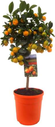 Citrus calamondin stam - Fruktträd - ⌀19cm - Höjd 55-65cm