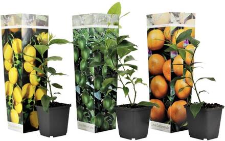 Citrusväxter - blandning av 3 - Citron, Lime, Apelsin - ⌀9cm - Höjd 25-40cm