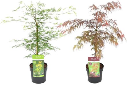Acer palmatum - Japansk lönn Garnet + Emerald Lace - Träd - ⌀19cm - Höjd 60-70cm