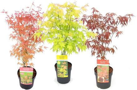 Acer palmatum - Japansk lönn - Set om 3 - Trädgårdsväxt - ⌀19cm - Höjd 60 cm