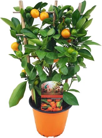 Citrus Calamondin på ställ - Mini mandarin - Kruka 14cm - Höjd 25-40cm