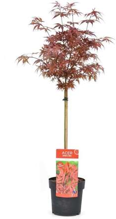 Acer palmatum - Japansk lönn 'Shaina' - Träd - ⌀19cm - Höjd 80-90cm